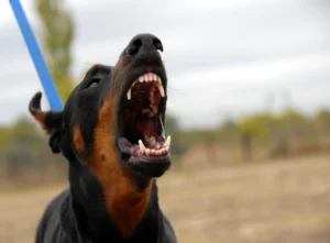 Dog bite claims. An image advertising personal injury firm Gildeas Solicitors office. they specialise in accident claims in Scotland. including road traffic accidents, motorcycle accidents, cycling accidents, and accidents at work