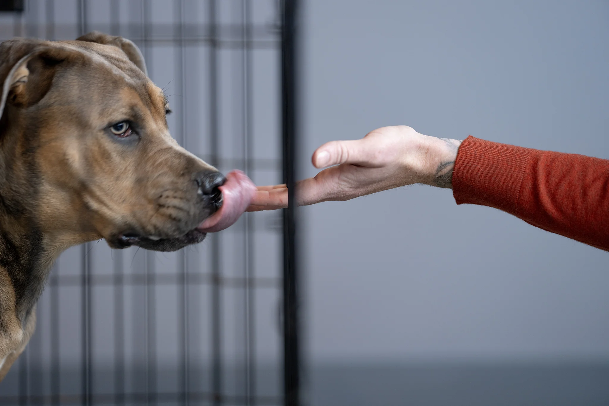 Dog bite claims